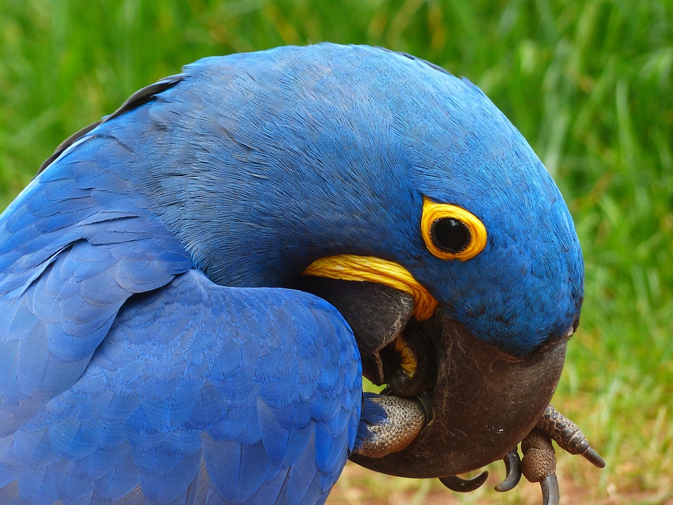 Anodorhynchus bird blue photo