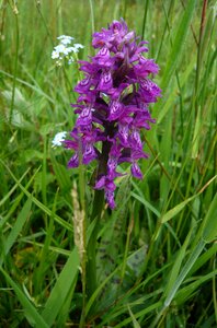 Flower heath spotted orchid orchid
