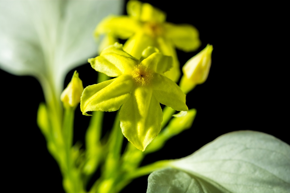 Yellow white close up photo