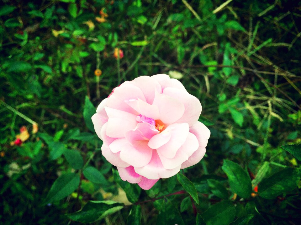 Flower lonely grassland
