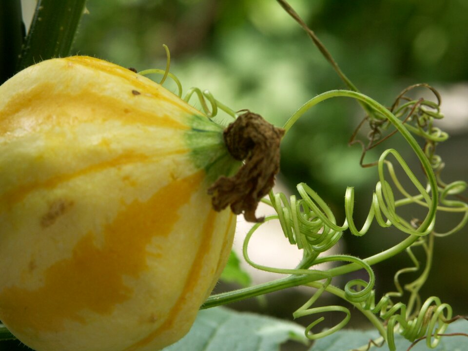 Spring gardening natural