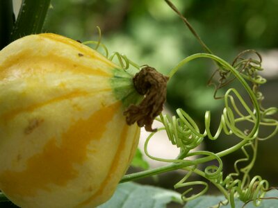 Spring gardening natural