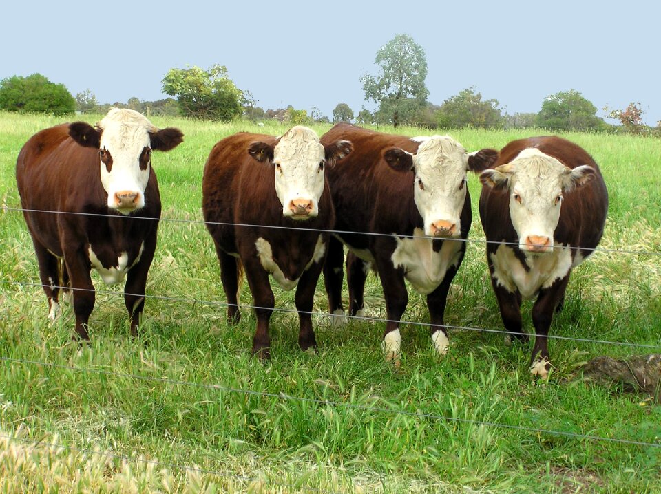 Paddock pasture rural scene