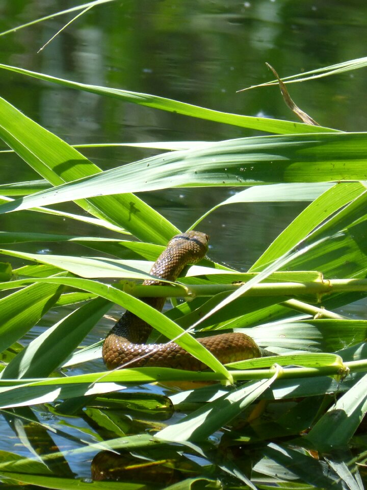 Snake river stalking predator