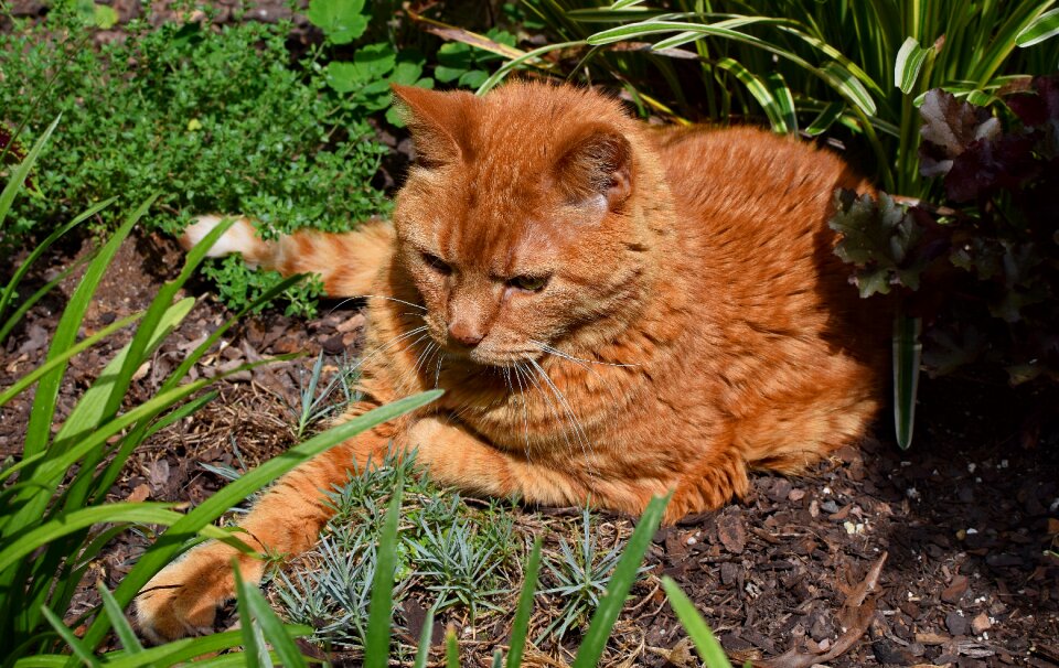 Feline animal garden