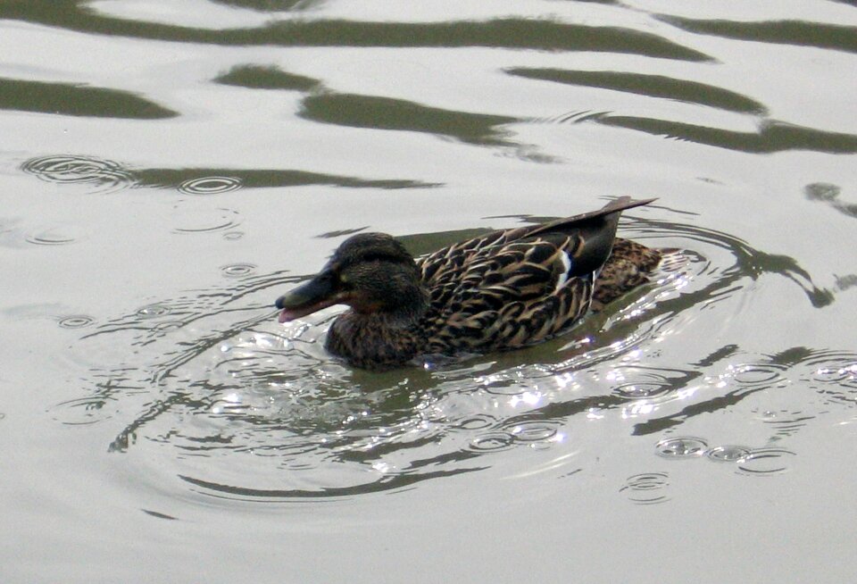 Water lake animal