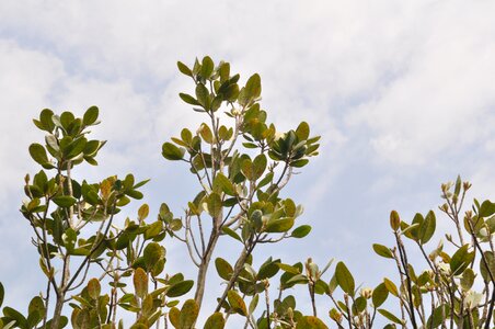 Treetops foliage green leaves photo