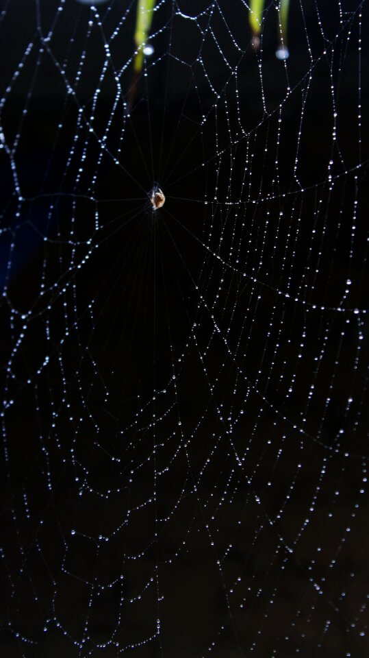 Spider spider web nature