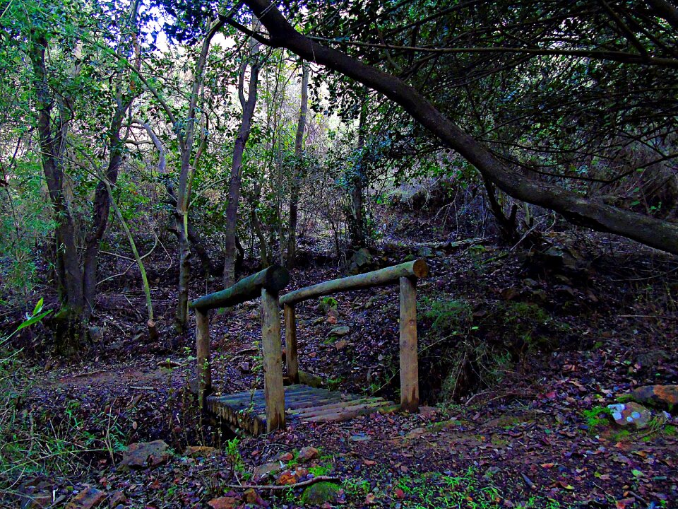 Mountain trail trees