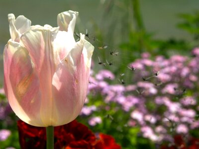 Floral nature pattern