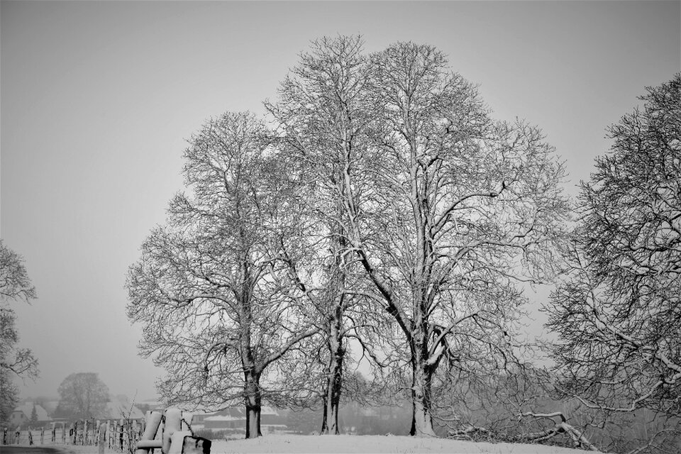 Winter cool chestnut