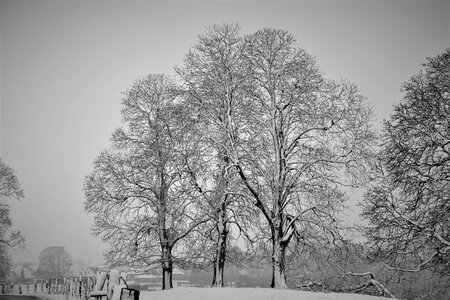 Winter cool chestnut