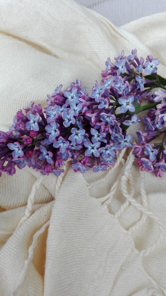 May lilac flowers