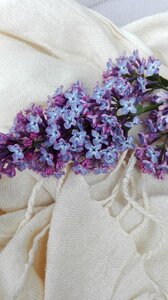 May lilac flowers
