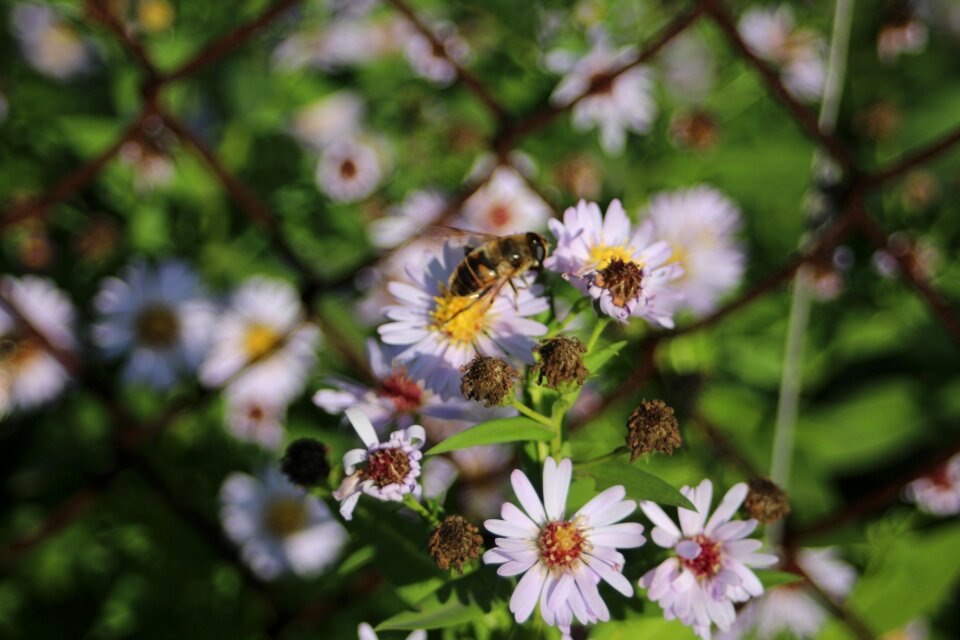 Nature plant garden flower