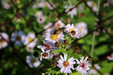 Nature plant garden flower