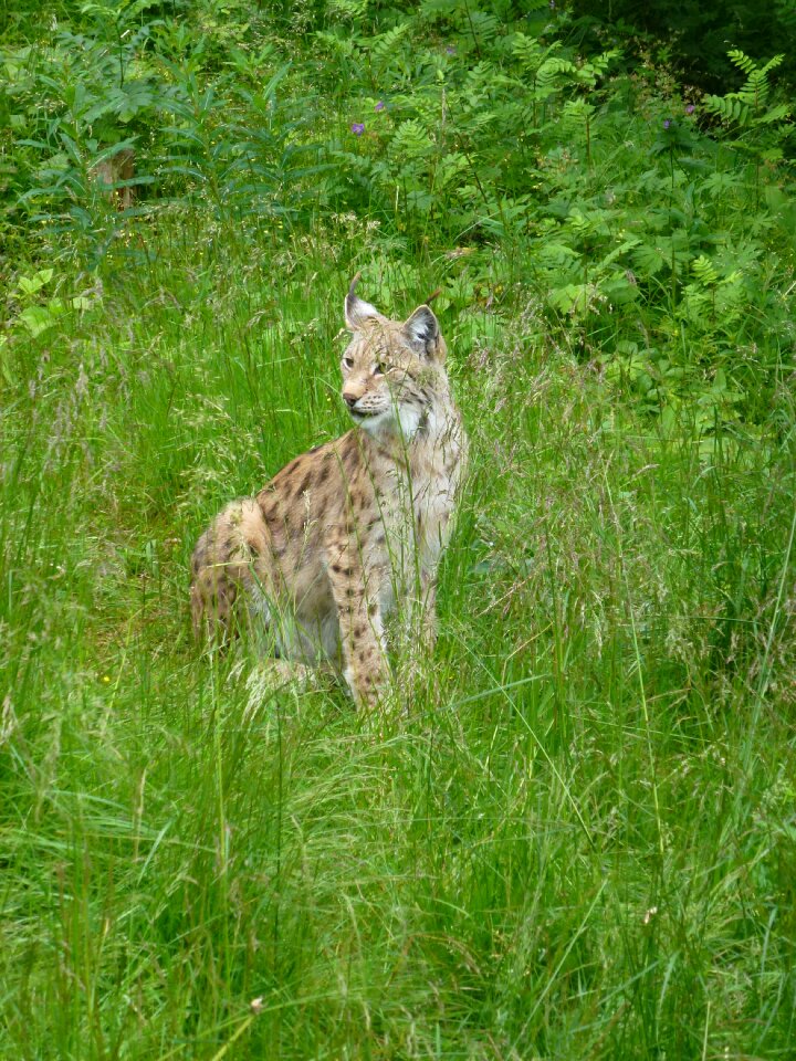 Hunter kjøttspiser grass