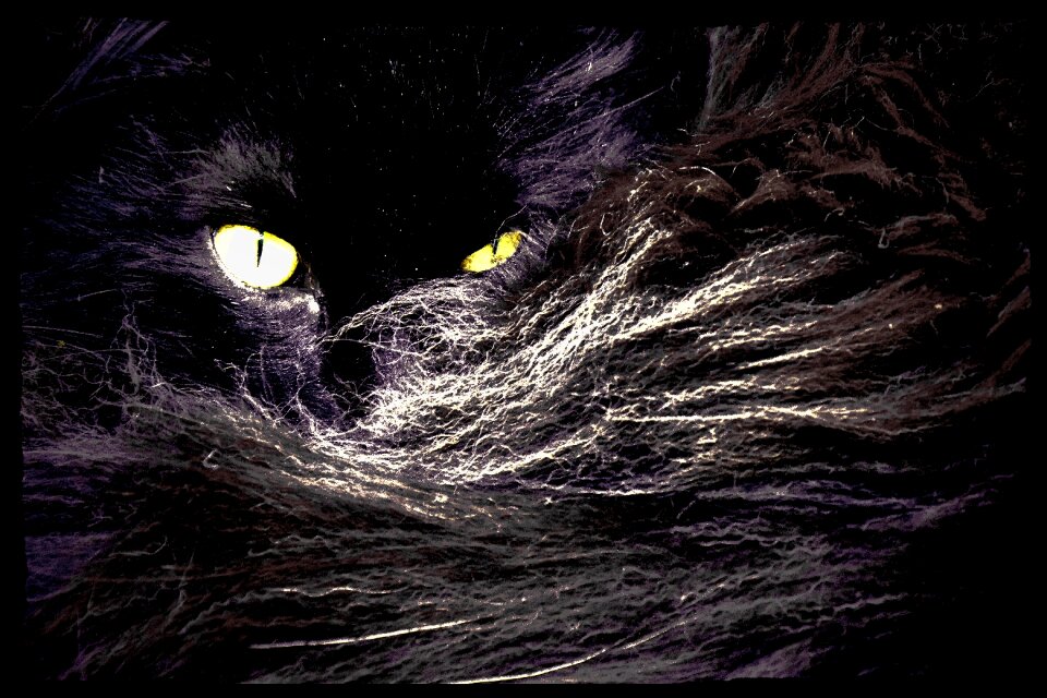 Cat's eyes norwegian cat fur