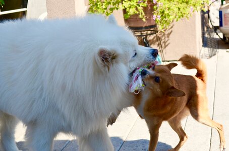 Dogs playing happy play animal photo