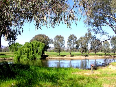 Scenery countryside gum trees