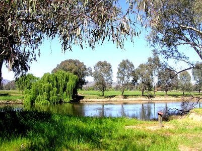 Scenery countryside gum trees photo