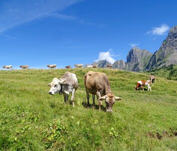 Alm mountains switzerland