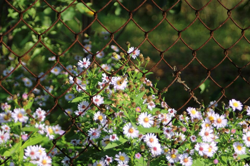 Summer summer flowers garden flowers