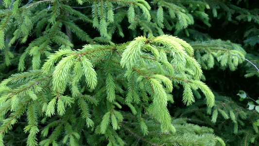 Prickly conifer evergreen