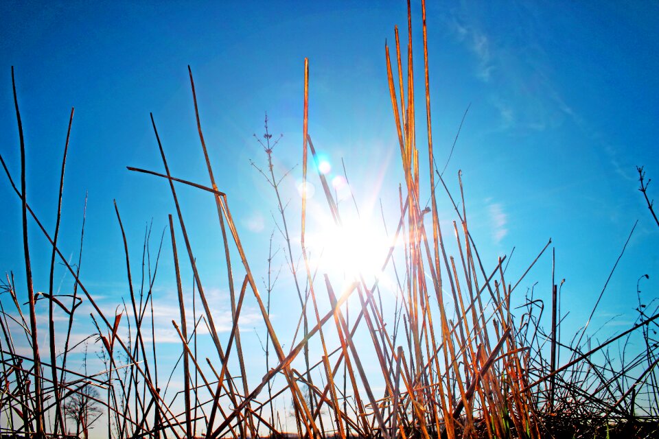Nature close up sunny