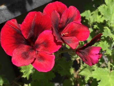 Balcony plant pelargoniums flowers photo