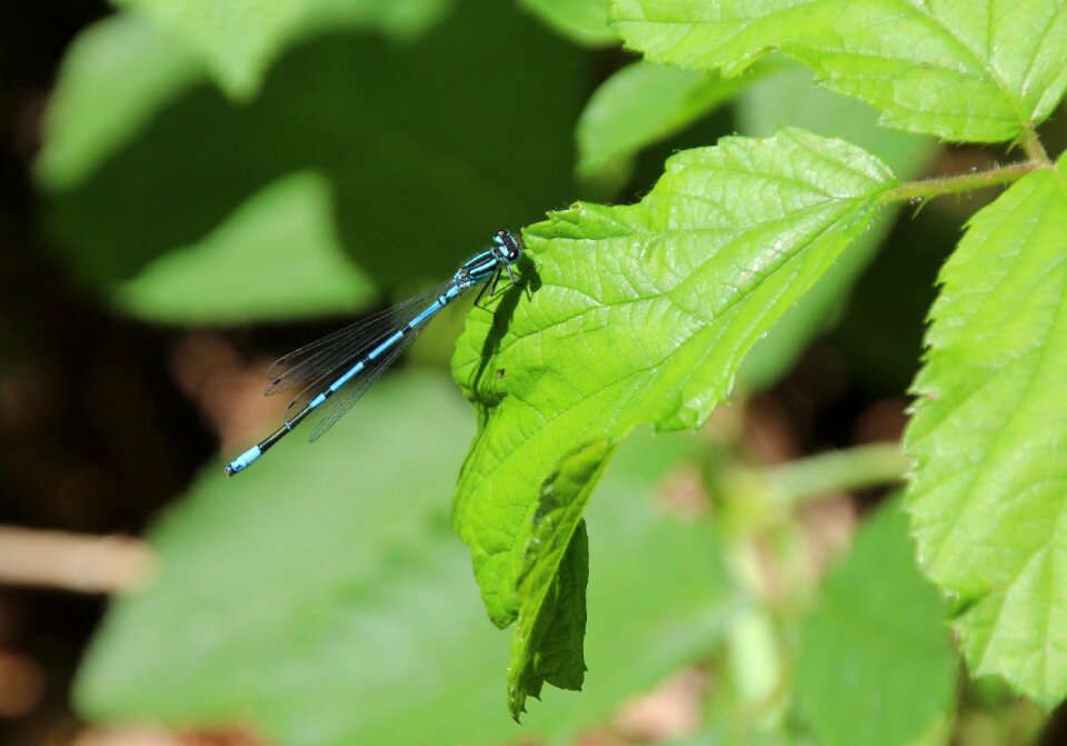 Blue insect blue dragonfly