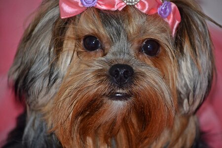 Dog yorkshire domestic animals