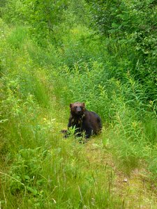 Spruce grass three