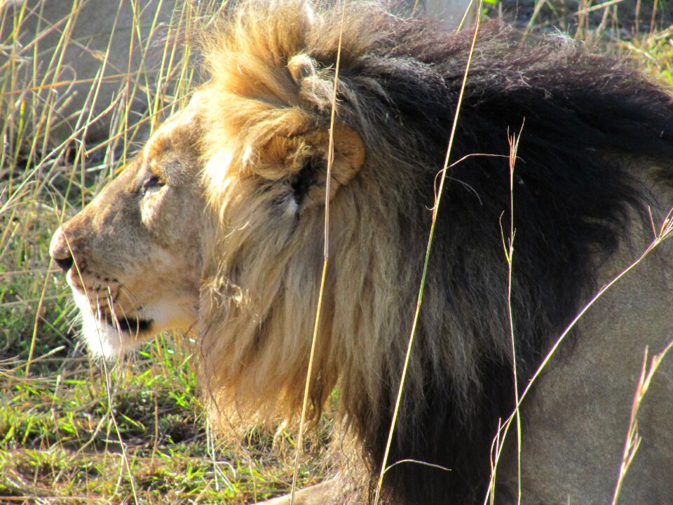 Safari sunset nature photo