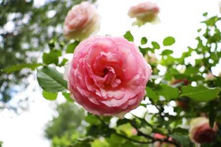 Pink blossom nature photo