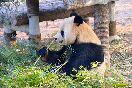 Panda animal zoo
