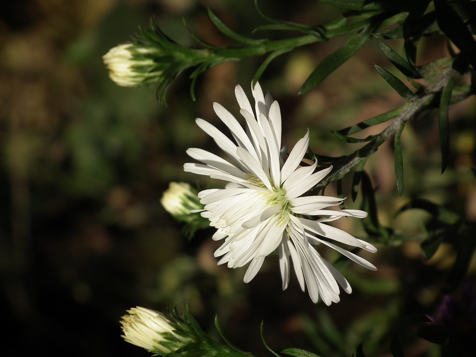 Summer flowers garden flower flowers