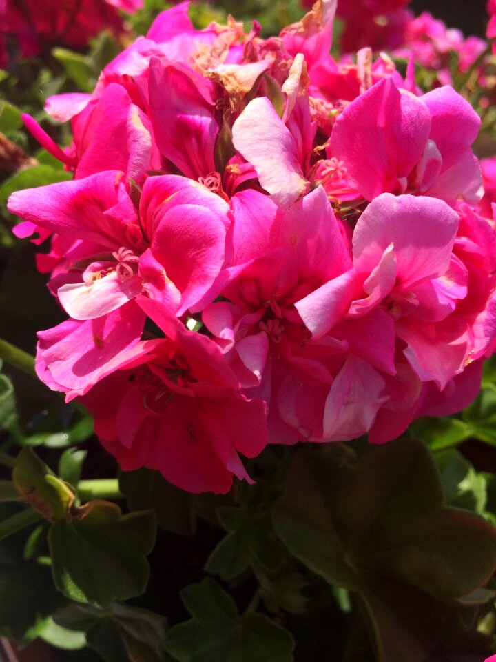 Flower pink geranium