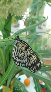 Butterfly nature wings