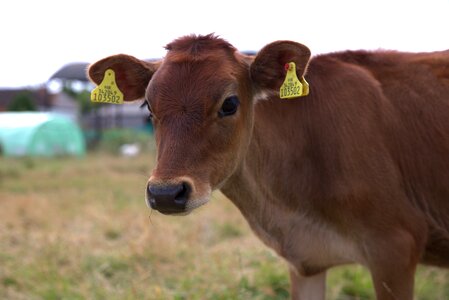 Farming cattle dairy
