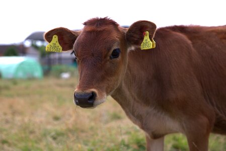 Farming cattle dairy photo