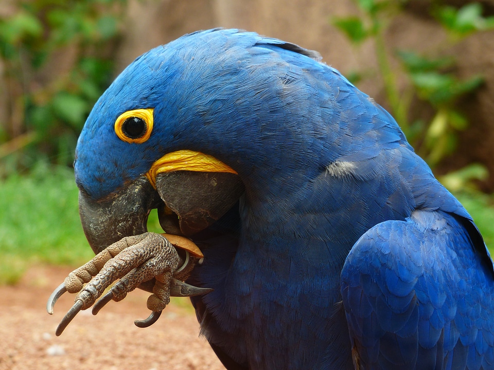 Parrot bird blue photo