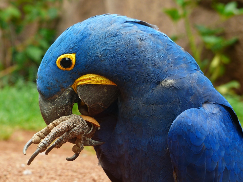 Parrot bird blue