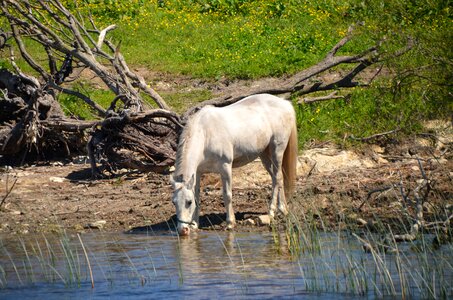 Animal nature white