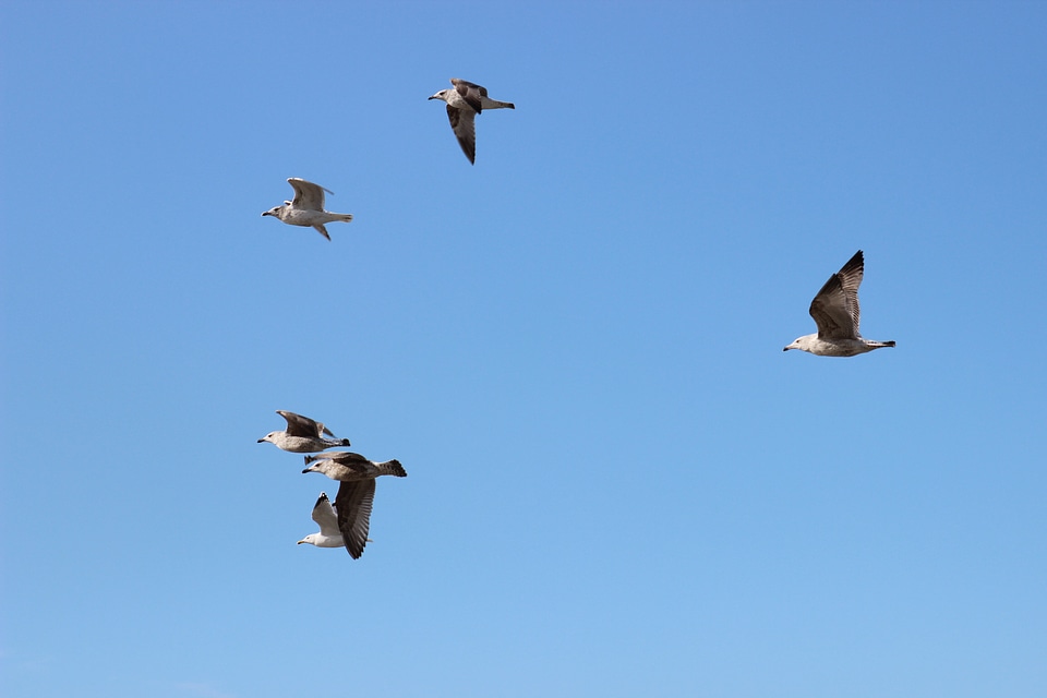 Flying seagull birds freedom