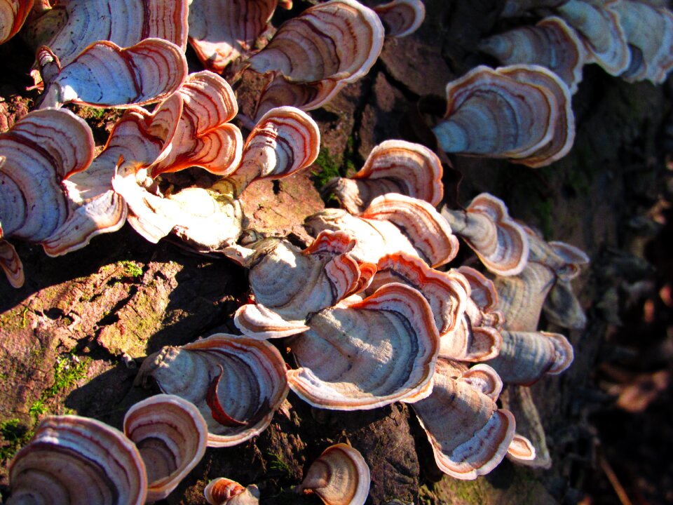 Forest fungus organic