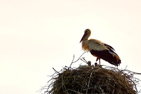 Nest chicks storchennest photo