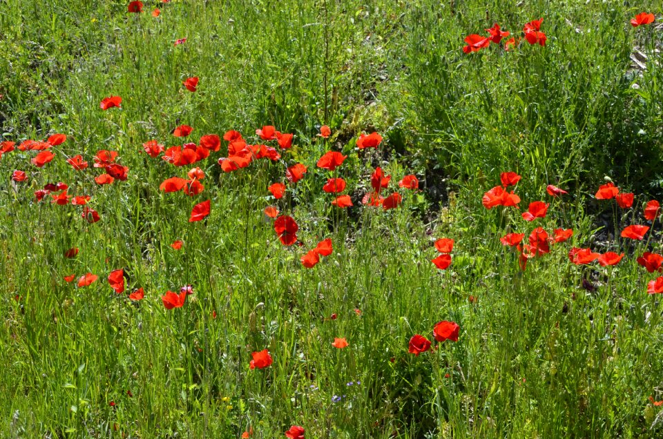 Blossom bloom klatschmohn photo