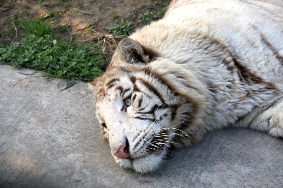 Tiger white tiger animal