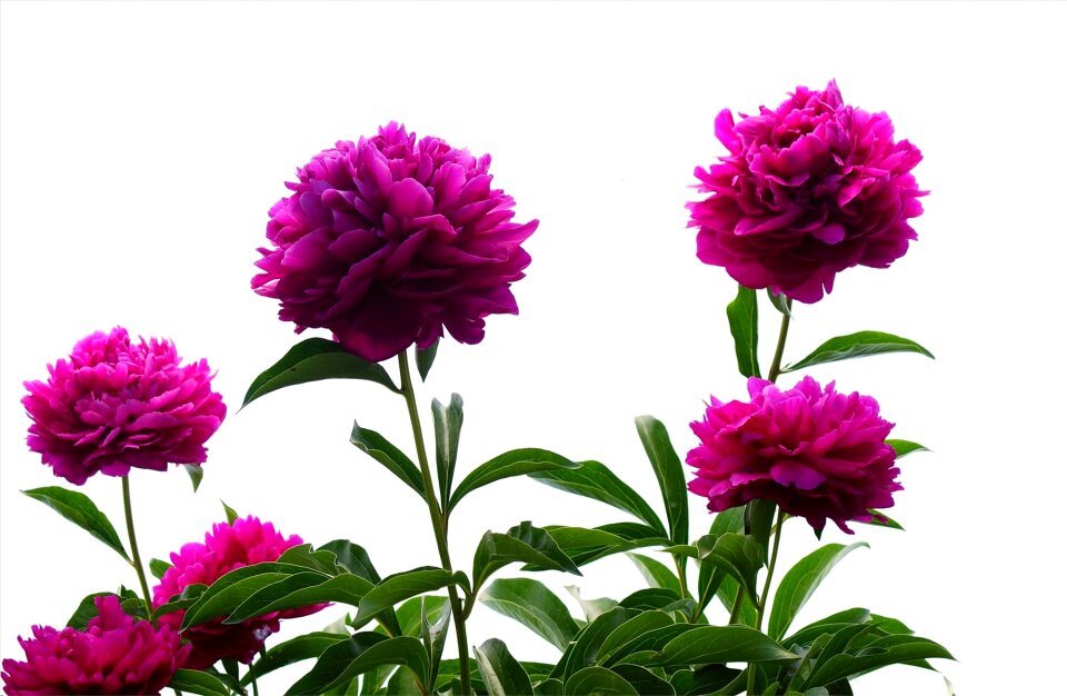 Flower purple free buckle